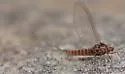 Baetis piscatoris - photo 3