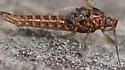 Baetis piscatoris - photo 4