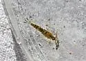 Baetis pluto - photo 3