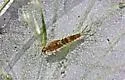 Baetis pluto - photo 4