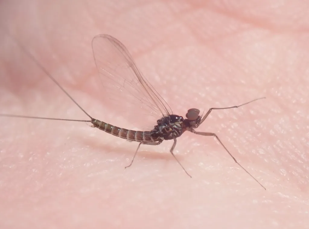 Baetis tricaudatus