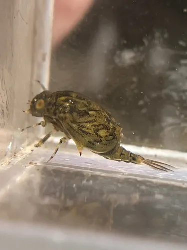 Baetisca carolina - Baetisca carolina