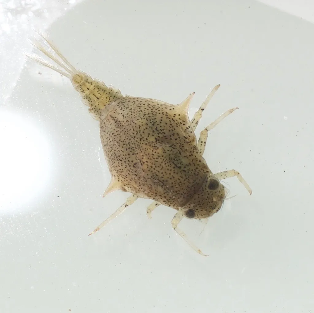 Baetisca lacustris