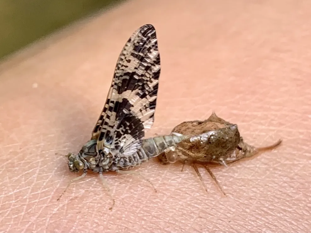 Baetisca laurentina