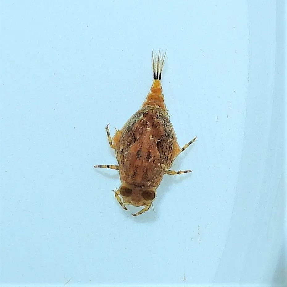 Baetisca obesa - photo 2