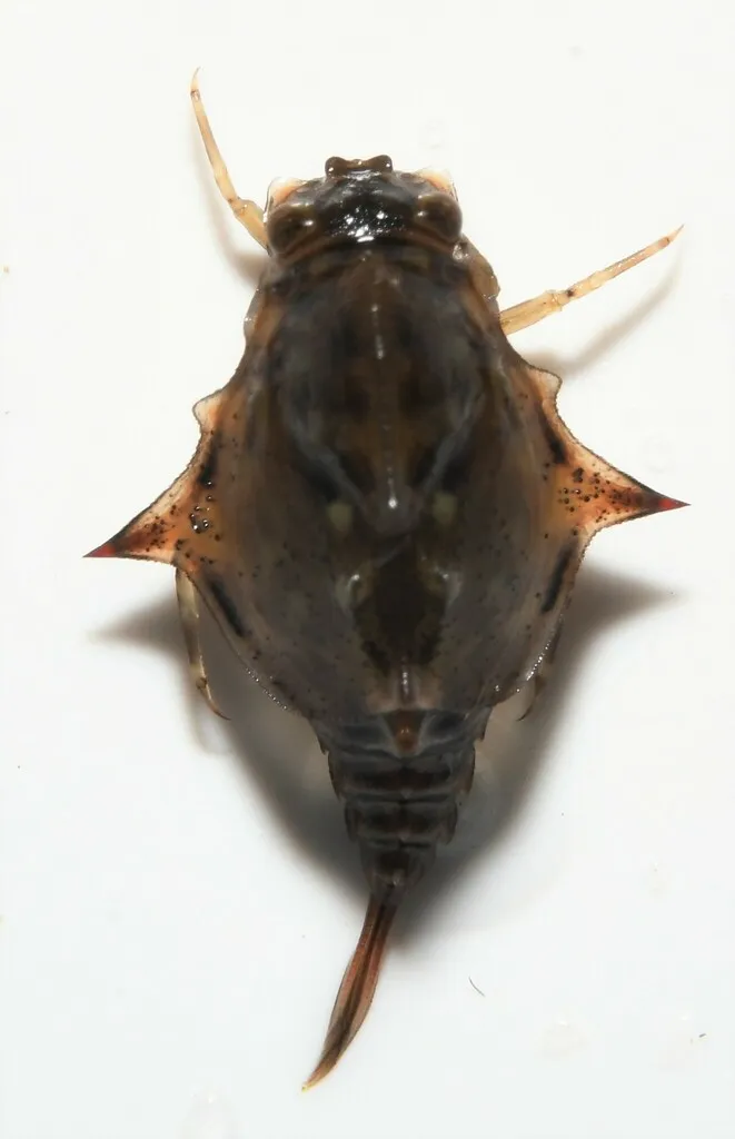 Baetisca rogersi