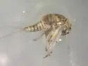 Baetodes bibranchius - photo 2