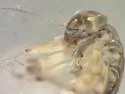 Baetodes bibranchius - photo 3