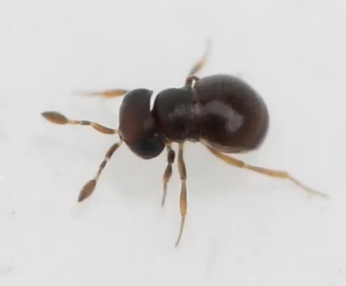 Baeus seminulum