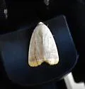Bagisara albicosta - Hodges#9174