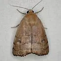 Bagisara brouana - Hodges#9176.1
