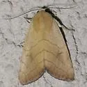 Bagisara buxea - Hodges#9172