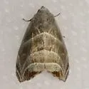 Bagisara gulnare - Hodges#9175