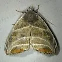 Bagisara gulnare - Hodges#9175 - photo 4