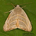 Bagisara laverna - Hodges#9175.2