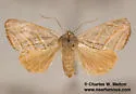 Bagisara laverna - Hodges#9175.2 - photo 2
