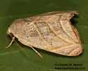 Bagisara laverna - Hodges#9175.2 - photo 3