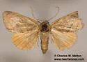 Bagisara laverna - Hodges#9175.2 - photo 4