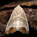 Bagisara praecelsa - Hodges#9175.1