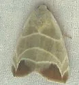 Bagisara praecelsa - Hodges#9175.1 - photo 3
