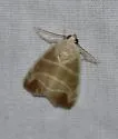 Bagisara praecelsa - Hodges#9175.1 - photo 4