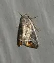 Bagisara praecelsa - Hodges#9175.1 - photo 5