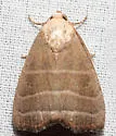 Straight Lined Mallow Moth - Hodges#9169