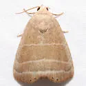 Straight Lined Mallow Moth - Hodges#9169 - photo 3