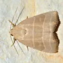 Straight Lined Mallow Moth - Hodges#9169 - photo 4