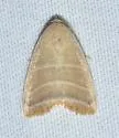 Straight Lined Mallow Moth - Hodges#9169 - photo 5