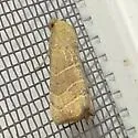 Wavy Lined Mallow Moth - Hodges#9168 - photo 2