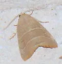 Wavy Lined Mallow Moth - Hodges#9168 - photo 3
