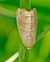 Wavy Lined Mallow Moth - Hodges#9168 - photo 4
