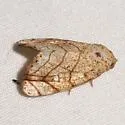 Bagisara tristicta - Hodges#9176 - photo 2