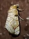 Bagisara tristicta - Hodges#9176 - photo 3