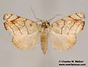 Bagisara tristicta - Hodges#9176 - photo 4