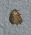Bagisara tristicta - Hodges#9176 - photo 5