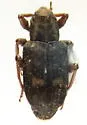 Bagous americanus
