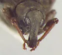 Bagous americanus - photo 3