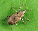 Bagous americanus - photo 4