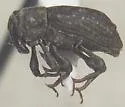 Bagous bituberosus