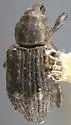 Bagous californicus