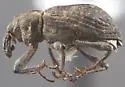 Bagous californicus - photo 2