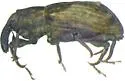 Bagous lunatoides - photo 2