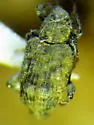 Bagous mamillatus - Bagous mamillatus