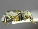 Bagous mamillatus - photo 2