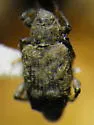 Bagous mamillatus - photo 3