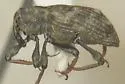 Bagous mamillatus - photo 4