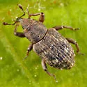 Bagous nebulosus - Bagous nebulosus