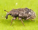 Bagous nebulosus - photo 2